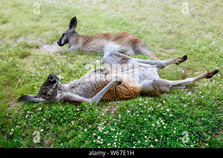 Close up deux kangourous se détendre allongé sur l'herbe au soleil, dormir au travail Banque D'Images