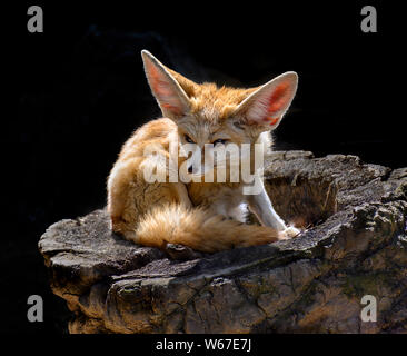 Fennec fox, ou fennec (Vulpes zerda), est un petit renard crépusculaires trouvé dans le Sahara de l'Afrique du Nord, la péninsule du Sinaï, au sud-est de l'Arava (Israël Banque D'Images