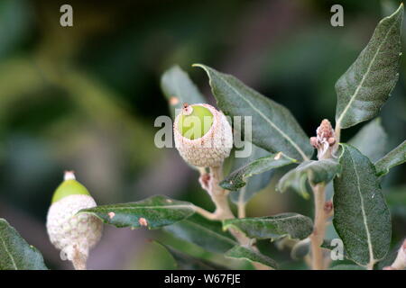 Chêne-vert ou Quercus ilex ou Holly oak chêne vert chêne vert ou branche d'arbre avec de jeunes pousses vert clair revêtu d'un feutre gris fermer Banque D'Images