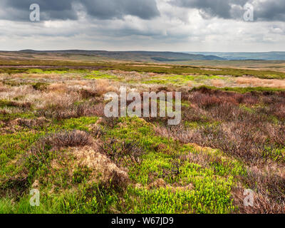 Heather brûlés sur la lande près de Lofthouse gérés dans la Nidderdale North Yorkshire Angleterre Banque D'Images