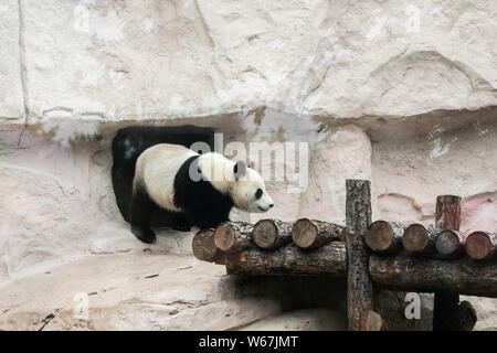 Moscou, Russie. 31 juillet, 2019. Panda géant Ru Yi est vu à la Zoo de Moscou à Moscou, capitale de la Russie, le 31 juillet 2019. Le zoo de Moscou anniversaire célébré pour deux pandas géants Ding Ding et Ru Yi qui est arrivé de Chine à la fin du mois d'avril pour un programme scientifique de 15 ans. Credit : Bai Xueqi/Xinhua/Alamy Live News Banque D'Images