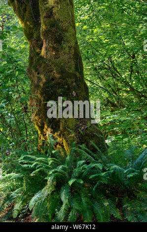 Ou : Le comté de Douglas, Cascades versant Ouest, North Umpqua Valley. Grand arbre dans le ruisseau Rock de pique-nique, le Bureau of Land Management (BLM) Banque D'Images