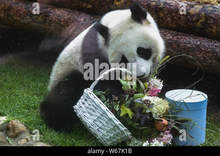 Moscou, Russie. 31 juillet, 2019. Panda géant Ding Ding est vu à la Zoo de Moscou à Moscou, capitale de la Russie, le 31 juillet 2019. Le zoo de Moscou anniversaire célébré pour deux pandas géants Ding Ding et Ru Yi qui est arrivé de Chine à la fin du mois d'avril pour un programme scientifique de 15 ans. Credit : Evgeny Sinitsyn/Xinhua/Alamy Live News Banque D'Images
