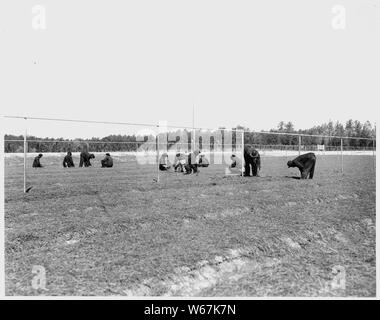 Newberry County, Caroline du Sud. Suppression d'un paillis de paille pin pin à encens de lits de semences sur l'énorme . . . ; Portée et contenu : la légende complète se lit comme suit : Newberry County, Caroline du Sud. Suppression d'un paillis de paille pin pin à encens de lits de semences sur la pépinière Enoree sur le Sumter National Forest. Un million d'arbres par année sont cultivés dans cette pépinière à la plantation sur le Sumter et attenant National Forest. Banque D'Images