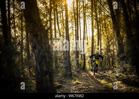 MASSA MARITTIMA, ITALIE. Une femme équitation un vélo de montagne le long d'un sentier forestier, de grands arbres et le coucher du soleil de la lumière derrière. Banque D'Images