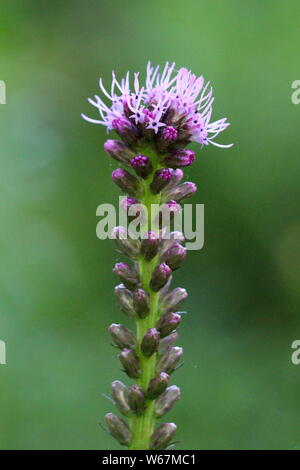 Seul liatris Liatris spicata ou Prairie ou gay feather plante vivace herbacée avec de grands spike plein de boutons de fleurs fermé Banque D'Images