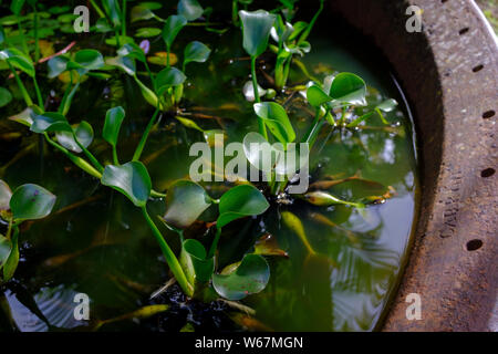 L'eau se trouve dans les jardins de l'abbaye Saint-Nicolas, une distillerie artisanale de rhum dans la région des hautes terres de la Barbade, dans les Caraïbes Banque D'Images