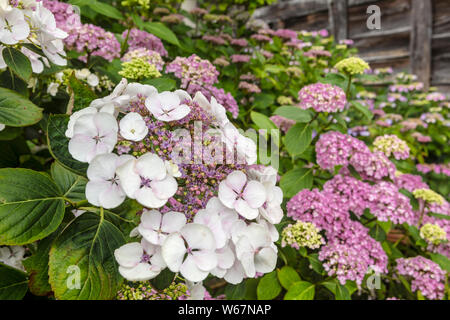 L'Hydrangea macrophylla chapeau dentelle fleurs violettes close-up. Banque D'Images