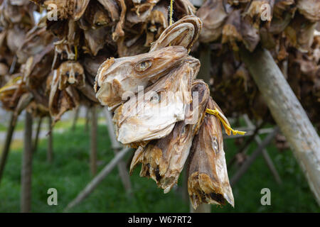 Stockfish (morue séchée) chefs pendaison à sécher sur un rack en bois dans 'Hamnøy', l'île de Moskenesøy, îles Lofoten, Norvège Banque D'Images