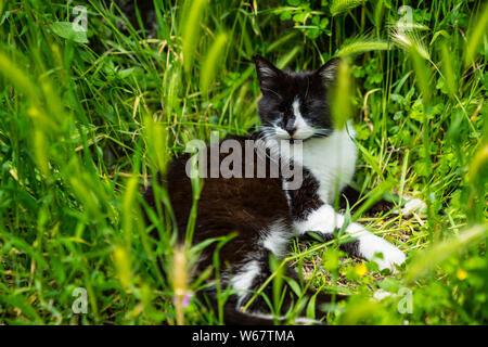 Monenegro, joli petit chat mignon avec de la fourrure noire et blanche de dormir dans l'herbe verte d'une prairie dans un jardin Banque D'Images