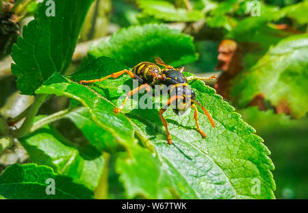 Hornet sur feuilles de pommier, jardin à Hambourg, Allemagne Banque D'Images