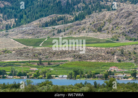 La viticulture à Osoyoos, Okanagan Valley, British Columbia, Canada Banque D'Images