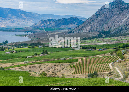 La viticulture à Osoyoos, Okanagan Valley, British Columbia, Canada Banque D'Images