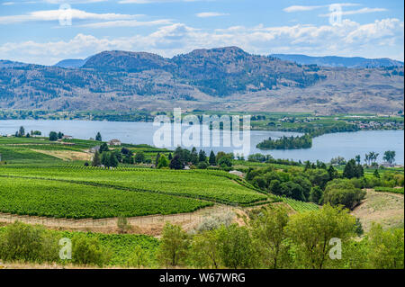 La viticulture à Osoyoos, Okanagan Valley, British Columbia, Canada Banque D'Images