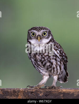 Petit Hibou sur potence Banque D'Images