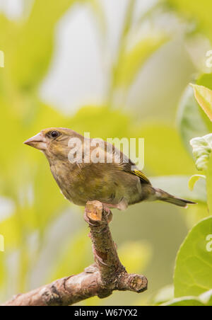 Verdier, juvénile, d'oiseaux sauvages de se percher sur une branche d'une Laurel bush dans un jardin pendant l'été de 2019 Banque D'Images