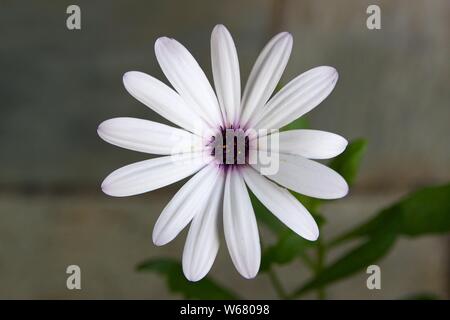 Vue rapprochée d'une fleur blanche fleur marguerite plantée dans un pot. Voir des étamines et pollen sur les pétales blancs. Arrière-plan flou. Banque D'Images