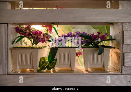 Fleur violet rose blanc artisanat en pot sur un rebord de fenêtre au coucher du soleil Banque D'Images