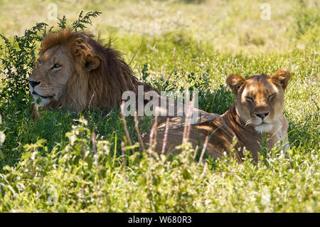 Une paire de lions se reposant dans l'ombre pendant la chaleur du jour Banque D'Images