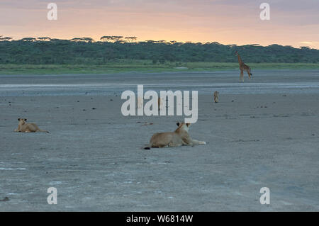 Les lions juvéniles joyeusement essayant de traquer une girafe dans la fraîcheur du soir, tandis que leur mère les observe Banque D'Images