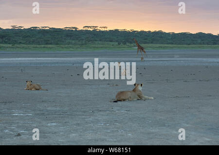 Les lions juvéniles joyeusement essayant de traquer une girafe dans la fraîcheur du soir, tandis que leur mère les observe Banque D'Images