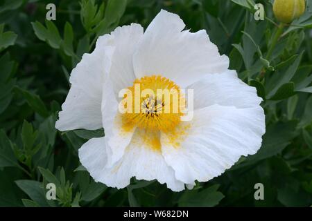 Romneya coulteri grande fleur blanche de l'arbre du Pavot de californie Banque D'Images