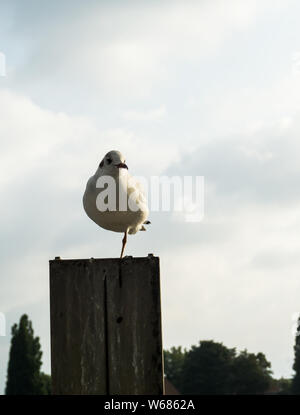 Mouette debout sur une jambe Banque D'Images