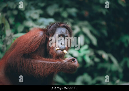 Orang-outan dans la jungle de la banane de l'alimentation Banque D'Images