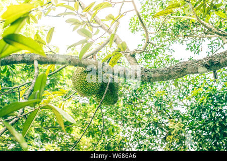 Durian tree fruits de roulement. Focus sélectif. Copier l'espace. Banque D'Images