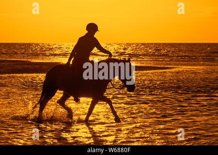 / Cavalière cheval femelle cavalier au cheval dans l'eau sur la plage le long de la côte de la mer du Nord, en silhouette au coucher du soleil en été Banque D'Images