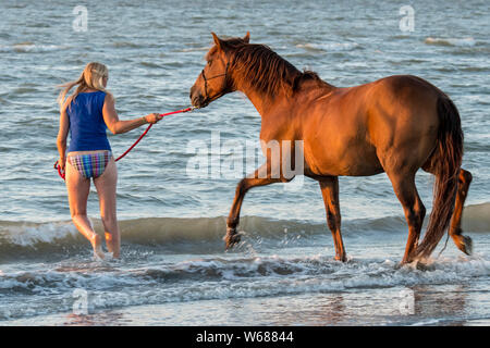 Cavalier cavalière / femme / baignade canotage à cheval dans l'eau peu profonde sur la plage en été le long de la côte de la mer du Nord Banque D'Images