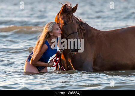 Cavalier cavalière / femme / baignade canotage à cheval dans l'eau peu profonde sur la plage en été le long de la côte de la mer du Nord Banque D'Images