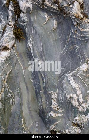 Fond naturel de roches métasédimentaires Rock. St Agnes, North Cornwall, UK. Banque D'Images