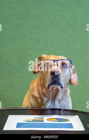 Chien avec exeglasses et craignait d'expression ci-dessus du papier avec des graphiques. Concept Office. Banque D'Images