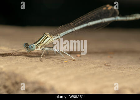 Demoiselle à pattes blanches (lat. Pennipe Platycnemis), homme, perché sur la planche de bois Banque D'Images