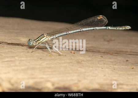 Demoiselle à pattes blanches (lat. Pennipe Platycnemis), homme, perché sur la planche de bois Banque D'Images