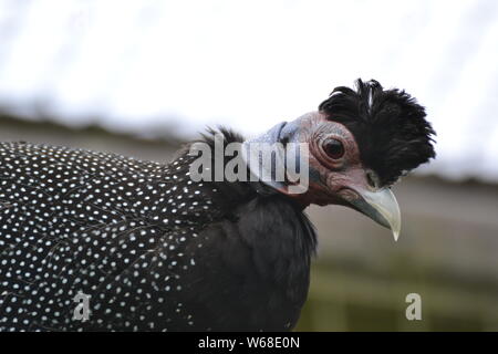 Ou Kenyan African Crested pintades Cotswold Wildlife Park, Oxfordshire, UK Banque D'Images