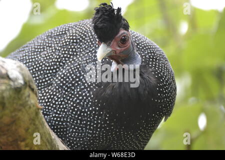 Ou Kenyan African Crested pintades Cotswold Wildlife Park, Oxfordshire, UK Banque D'Images