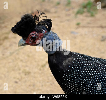 Ou Kenyan African Crested pintades Cotswold Wildlife Park, Oxfordshire, UK Banque D'Images