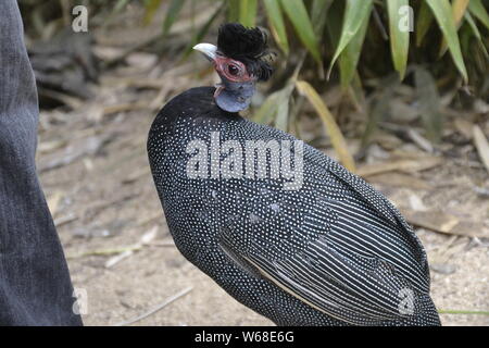 Ou Kenyan African Crested pintades Cotswold Wildlife Park, Oxfordshire, UK Banque D'Images