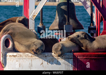 Amusant libre de lions de mer dormir, bronzer et baver sur une bouée à cloche rouge et blanc dans le port de Newport Beach en Californie. Banque D'Images
