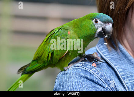 Le Lincolnshire Wildlife Park, Friskney, Boston, Lincolnshire, Royaume-Uni Banque D'Images