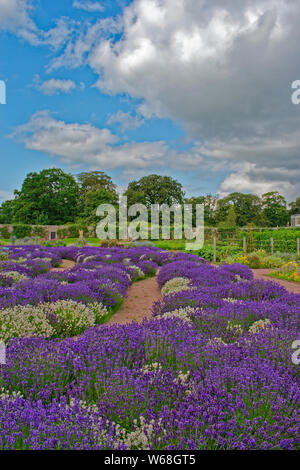 GORDON CASTLE GARDENS FOCHABERS MORAY ECOSSE Le vaste jardin clos et de spectaculaires fleurs colorées de lavande Banque D'Images