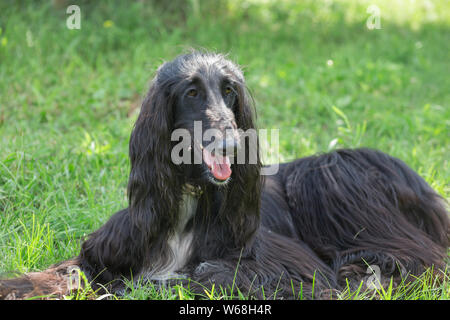 Mignon lévrier afghan est allongé sur une herbe verte. Greyhound Greyhound persan ou de l'Est. Animaux de compagnie. Chien de race pure. Banque D'Images