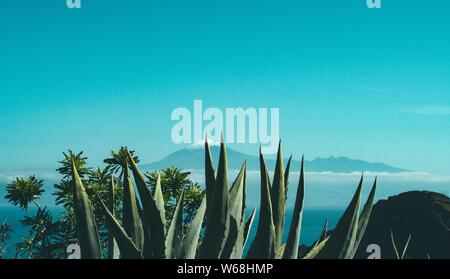 Cactus et plantes sur une falaise près d'un rocher et une montagne enneigée au loin Banque D'Images