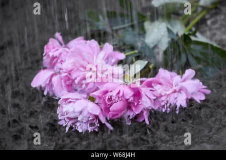 Beau bouquet de fleurs roses se trouve dans la boue sous une pluie Banque D'Images