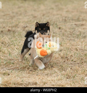Belle Shiba Inu chiots d'exécution sur herbe jaune Banque D'Images