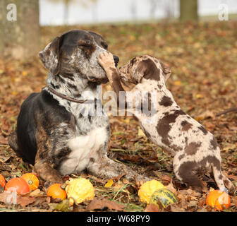 Louisiane incroyable chien adorable chiot Catahoula avec en automne Banque D'Images