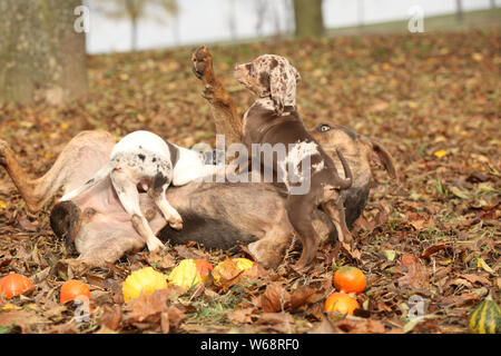 Louisiane incroyable chien d'adorables chiots Catahoula en automne Banque D'Images