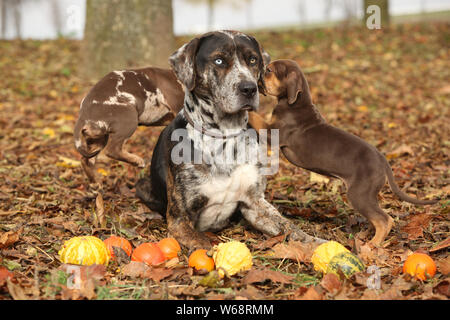 Louisiane incroyable chien d'adorables chiots Catahoula en automne Banque D'Images